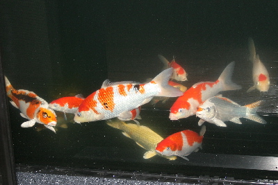 20070821suisou 006t-400